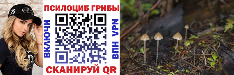сколько стоит  Батайск  Псилоцибиновые грибы Psilocybine cubensis 